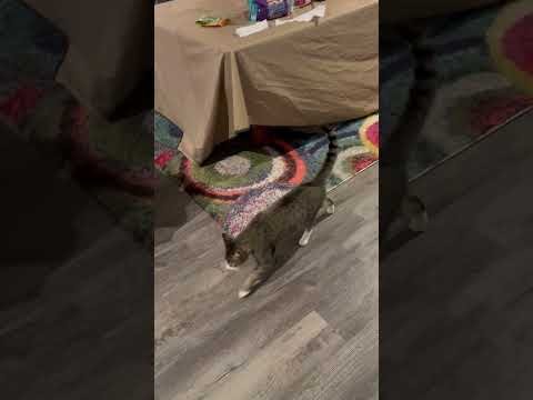 Snaggly Ambushes Mr. Hank